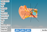 Ear diagram labeling quiz